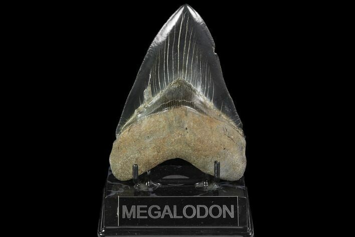 Serrated, Fossil Megalodon Tooth - Beautiful Enamel #129448